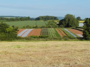 viewofvegfield